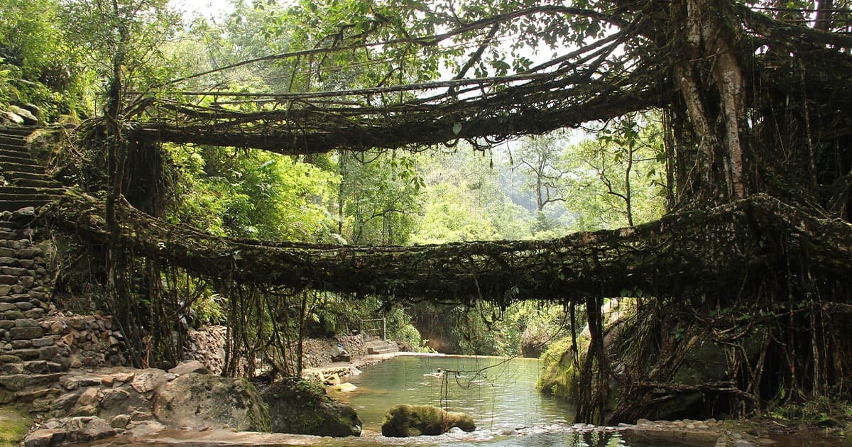 Double living root bridge in the East Khasi Hills, Meghalaya